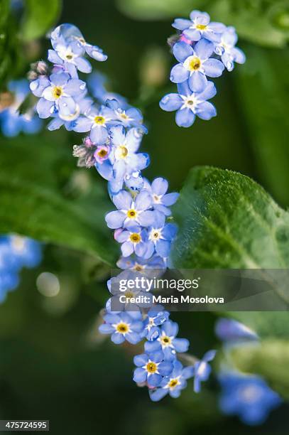 forget-me-not flower chain - myosotis arvensis stock pictures, royalty-free photos & images