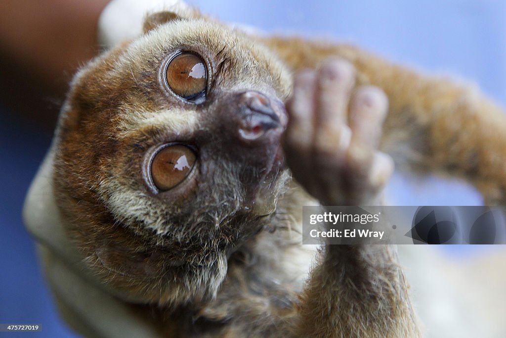 Indonesian Sanctuary Helps To Save The Slow Loris From Extinction