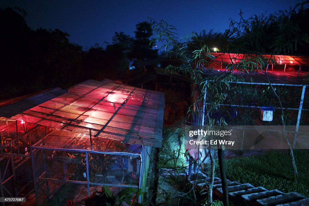 Indonesian Sanctuary Helps To Save The Slow Loris From Extinction