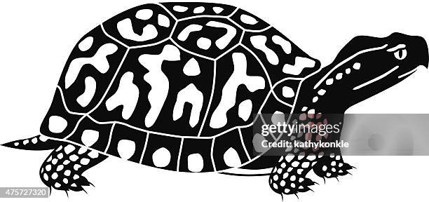 ilustrações, clipart, desenhos animados e ícones de vetor tartaruga de caixa em preto e branco - box turtle