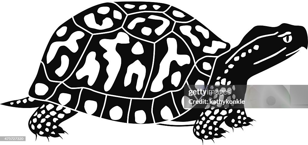 Vector box turtle in black and white