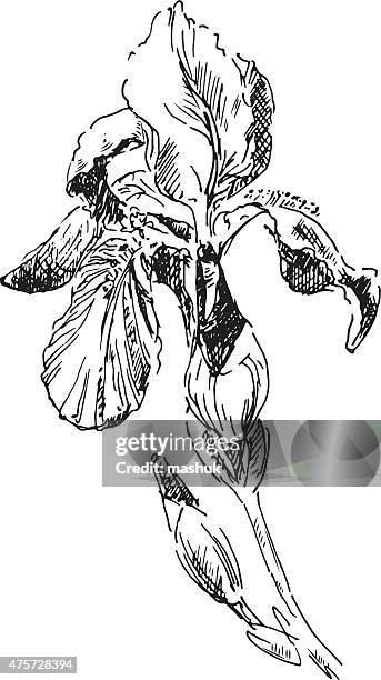 iris - iris flower stock illustrations