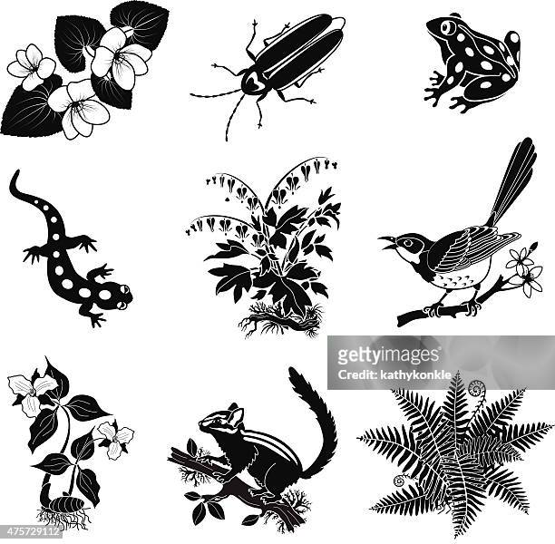 forest tiere, pflanzen in schwarz und weiß - chipmunk stock-grafiken, -clipart, -cartoons und -symbole