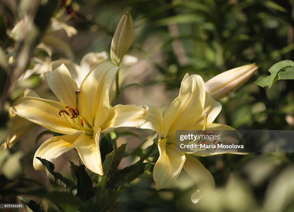 Yellow Orienpet Lily in Bloom