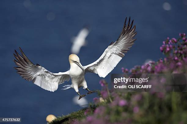 Gannet nests on Bempton Cliffs near Bridlington, Northern England on June 3, 2015. Seabirds migrate in large numbers from warmer climates to nest on...