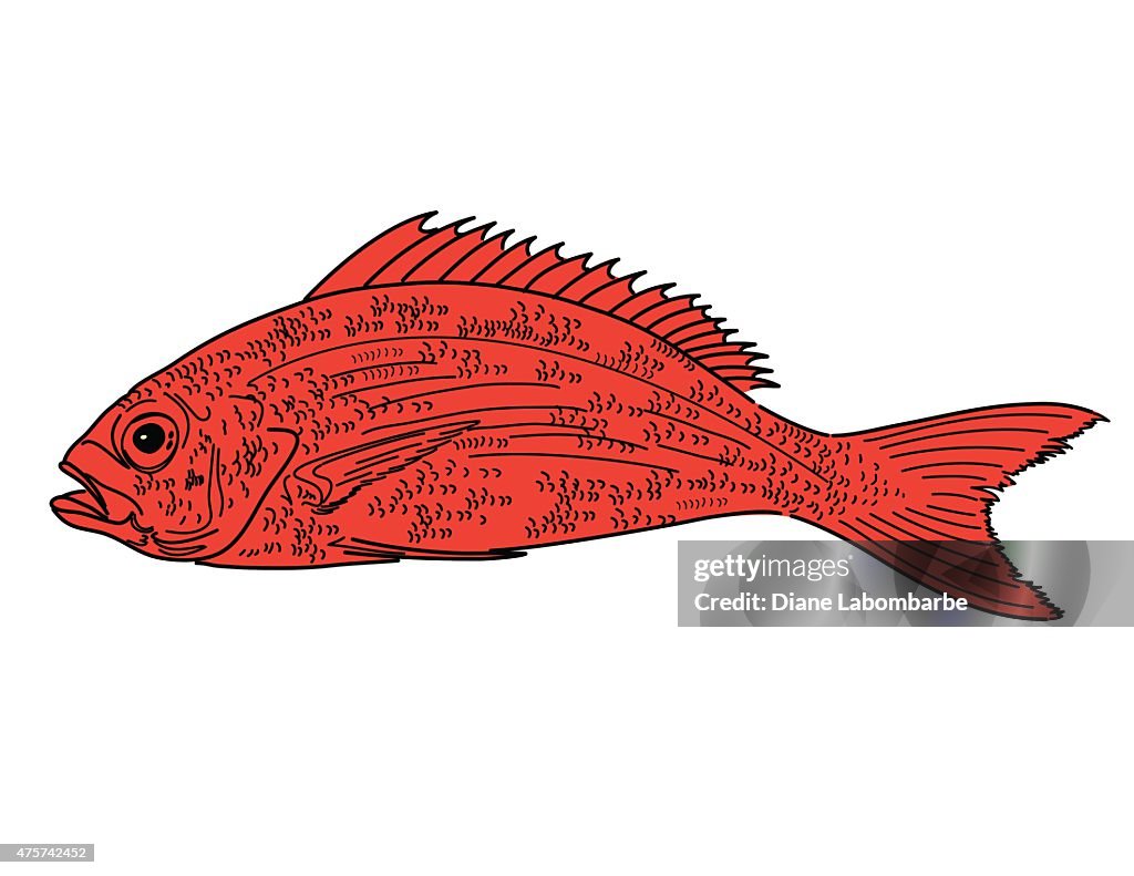 Red Snapper Graphics Red Snapper Fish High-Res Vector Graphic - Getty Images