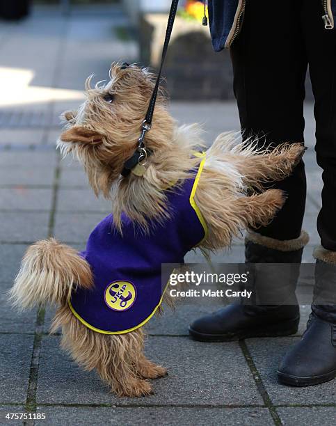 Raffa, a Norfolk terrier wearing a UKIP coat looks for a treat from his owner outside the UKIP 2014 Spring Conference at the Riviera International on...