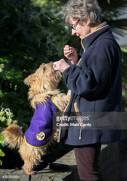 Raffa, a Norfolk terrier wearing a UKIP coat receives a treat from his owner outside the UKIP 2014 Spring Conference at the Riviera International on...