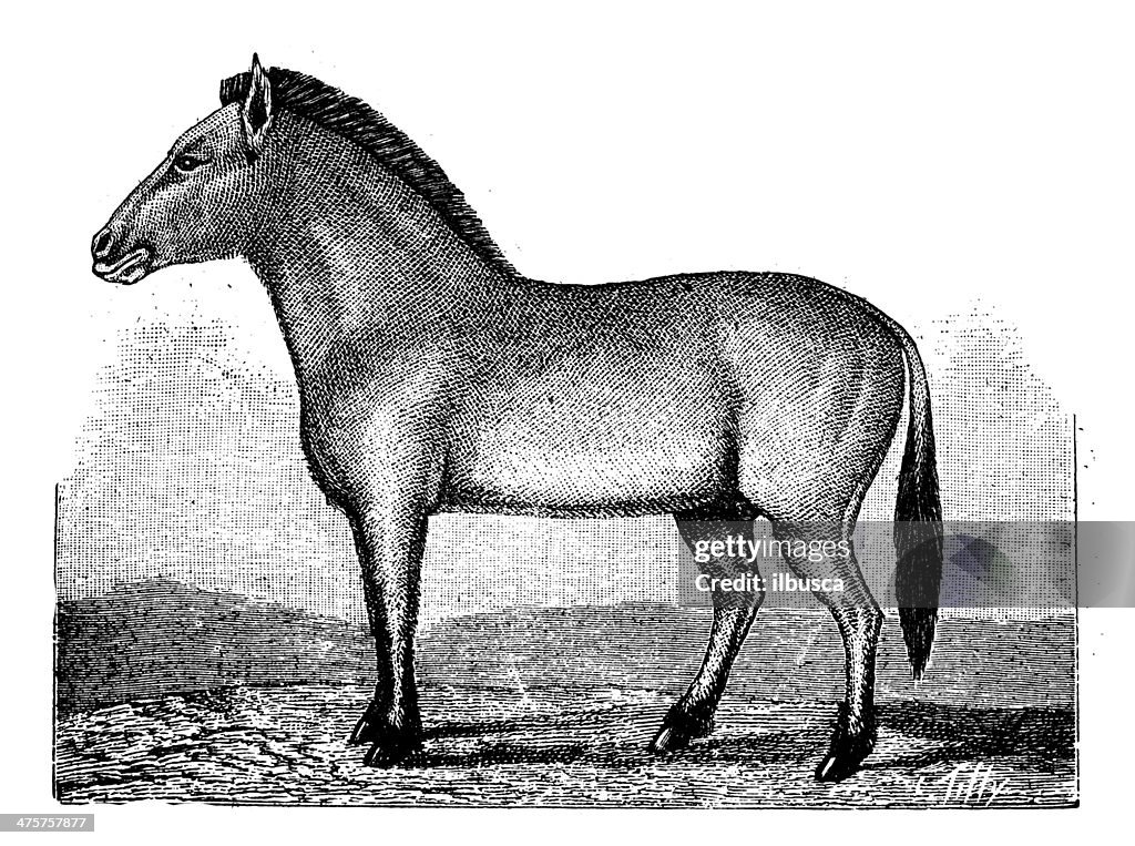 Antique illustration of Przewalski's horse (Equus ferus przewalskii)