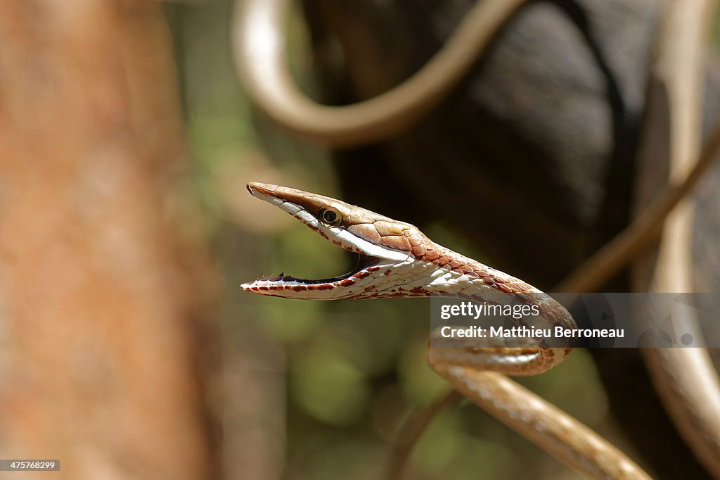 Oxybelis aeneus, Costa Rica