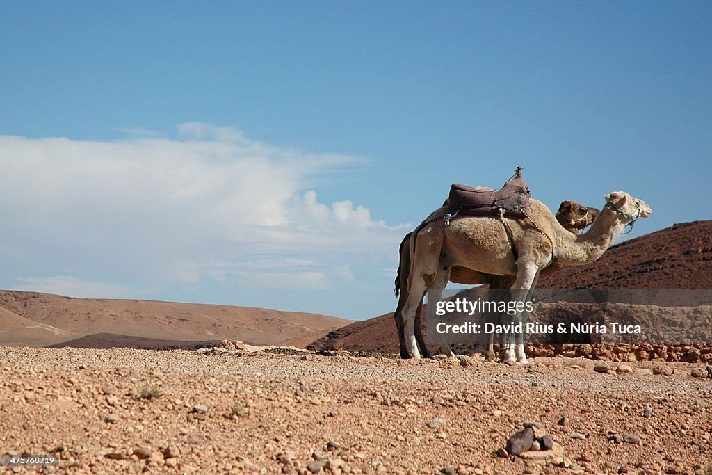 Camels in the desert