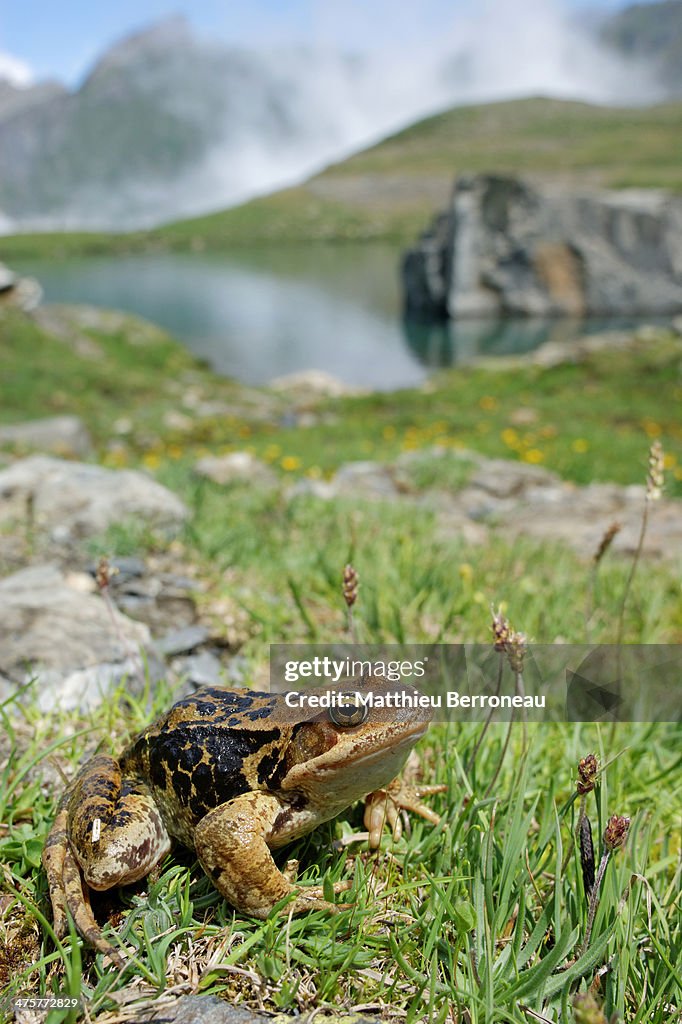 Grenouille rousse, Rana temporaria