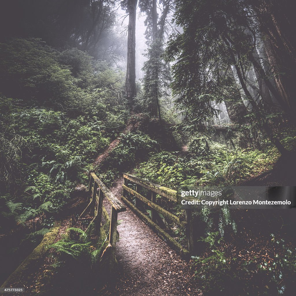 California Ravine Steep Ravine Marin County California High-Res Stock Photo - Getty Images