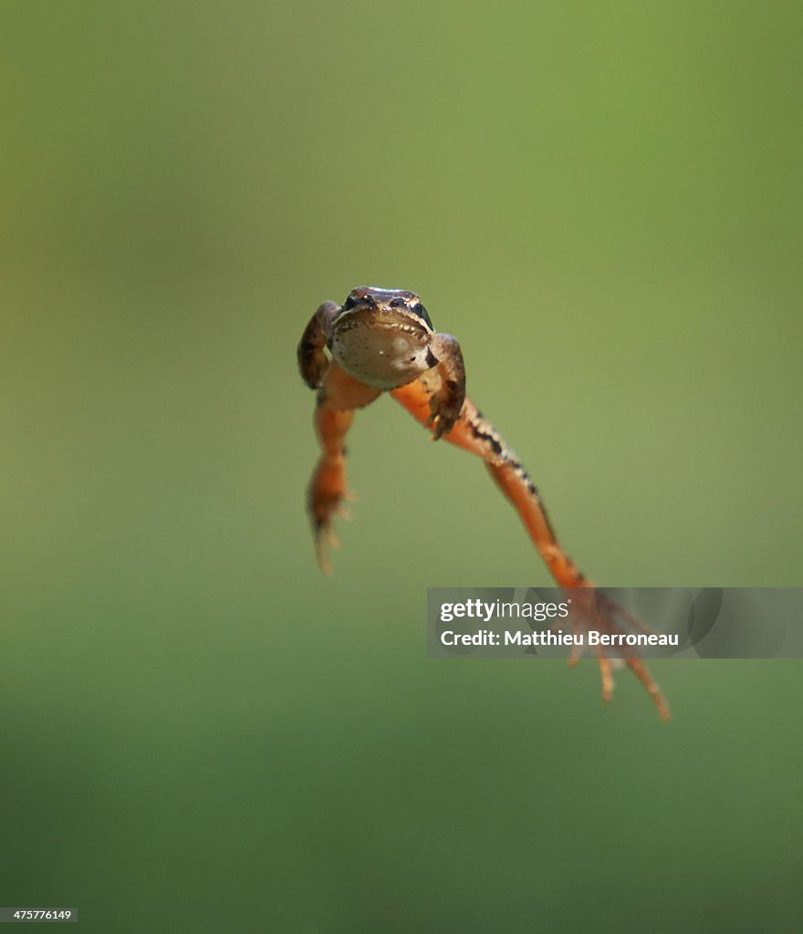Grenouille agile, Rana dalmatina : le grand saut