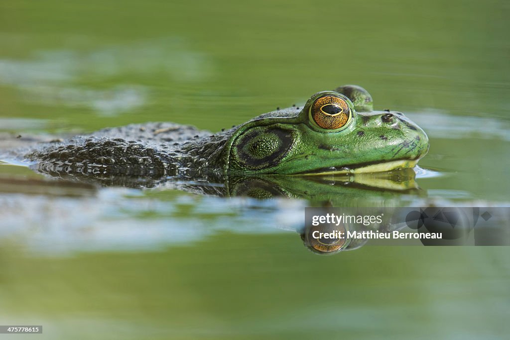 Grenouille taureau, Lithobates catesbeianus