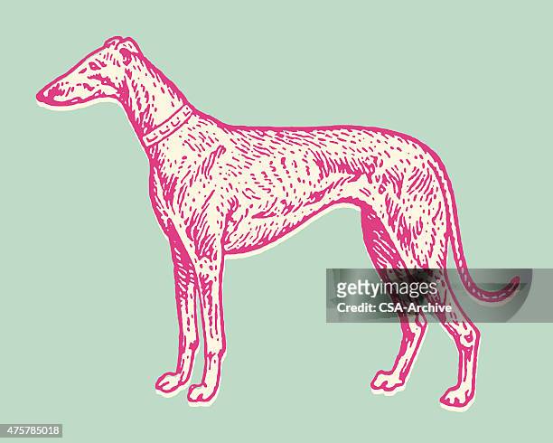 ilustraciones, imágenes clip art, dibujos animados e iconos de stock de greyhound perro - greyhound