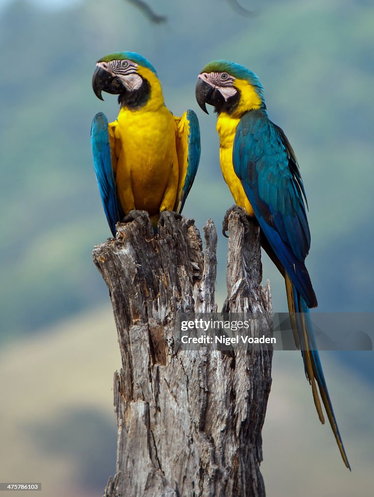 Blue-and-yellow Macaw pair