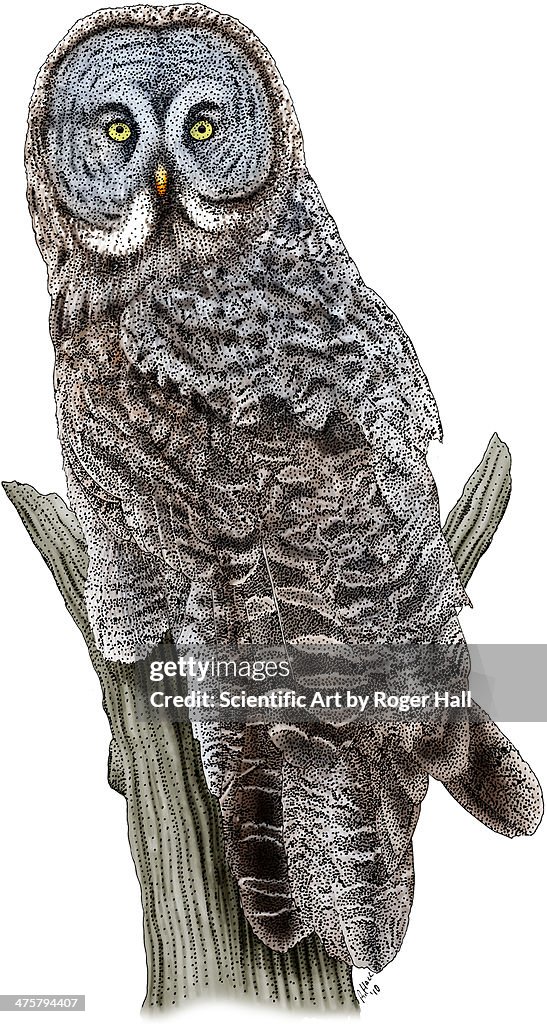 Great Gray Owl