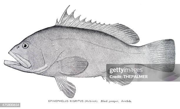 black grouper engraving - grouper stock illustrations