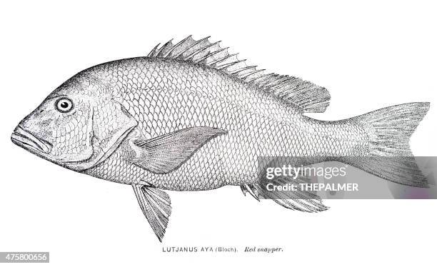red snapper engraving - snapper fish stock illustrations