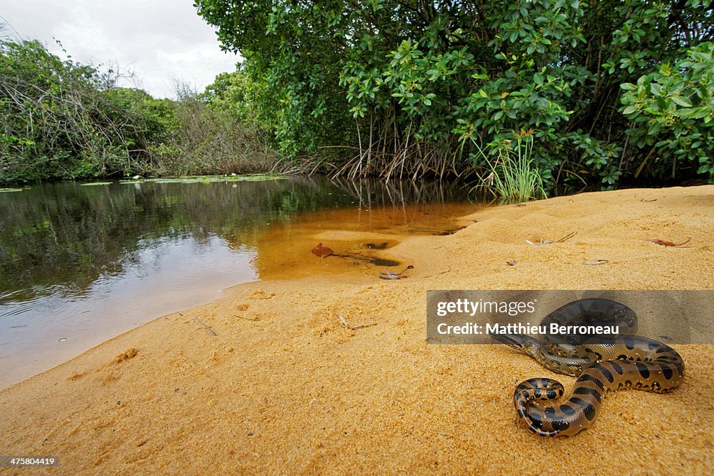 Anaconda