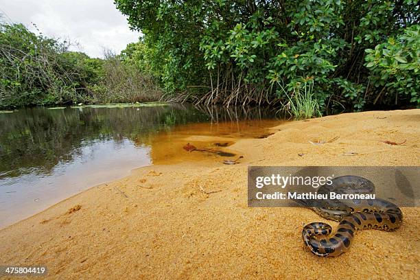 anaconda - anaconda snake stock pictures, royalty-free photos & images