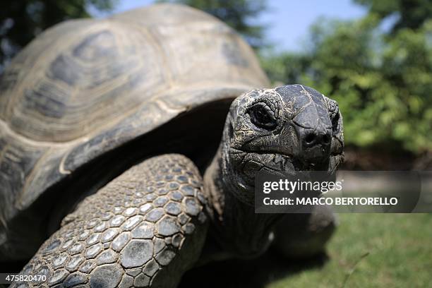Giant Turtle is pictured at the "Zoom Torino" a zoological park in Cumiana near Turin, on June 3, 2015. AFP PHOTO / MARCO BERTORELLO