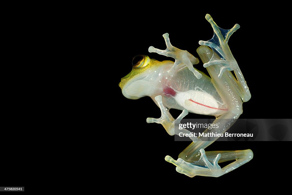 Hyalinobatrachium cappellei
