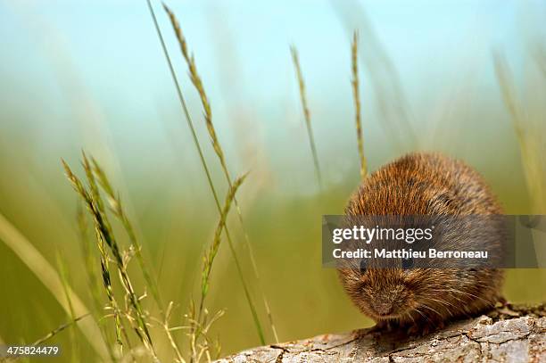 48 Microtus Arvalis Stock Photos, HighRes Pictures, and Images Getty
