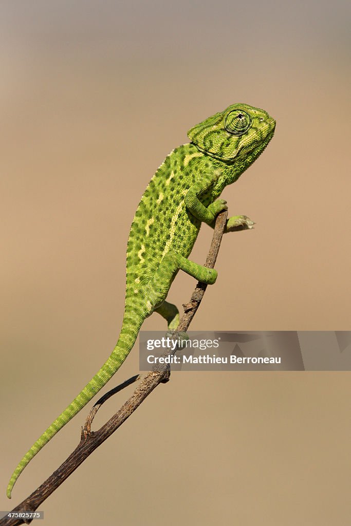 Chamaeleo chamaeleon
