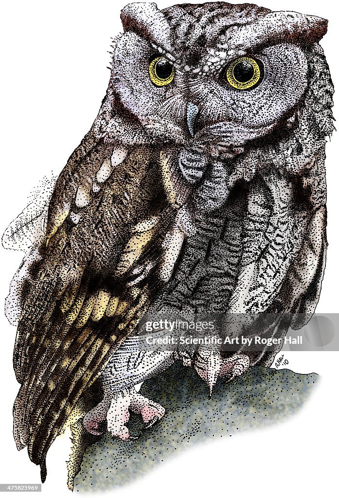 Western Screech Owl