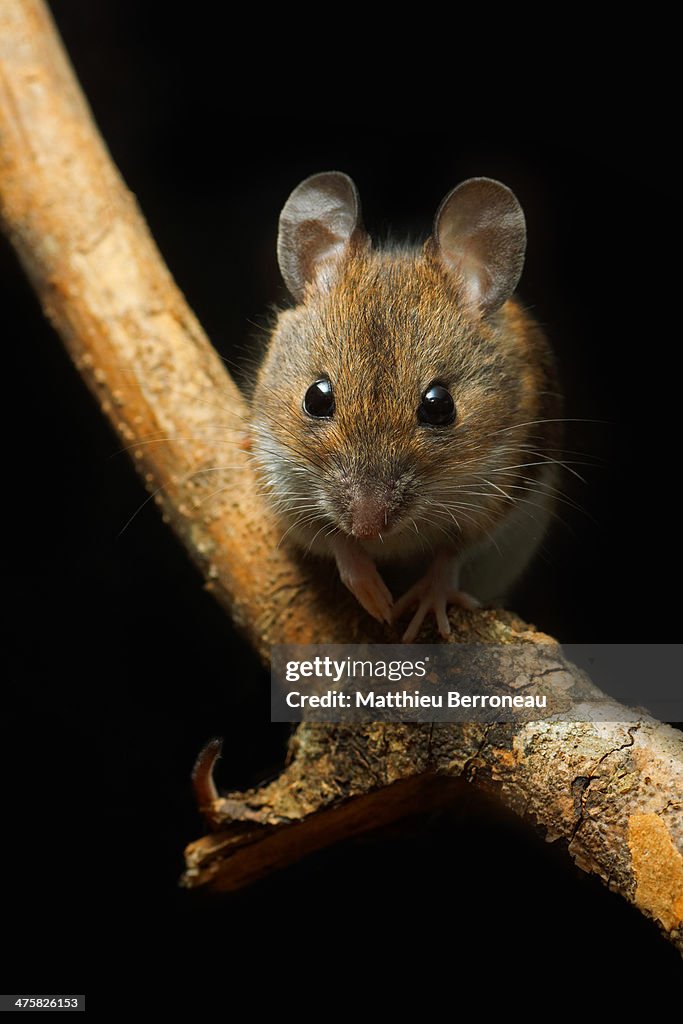 Apodemus sylvaticus