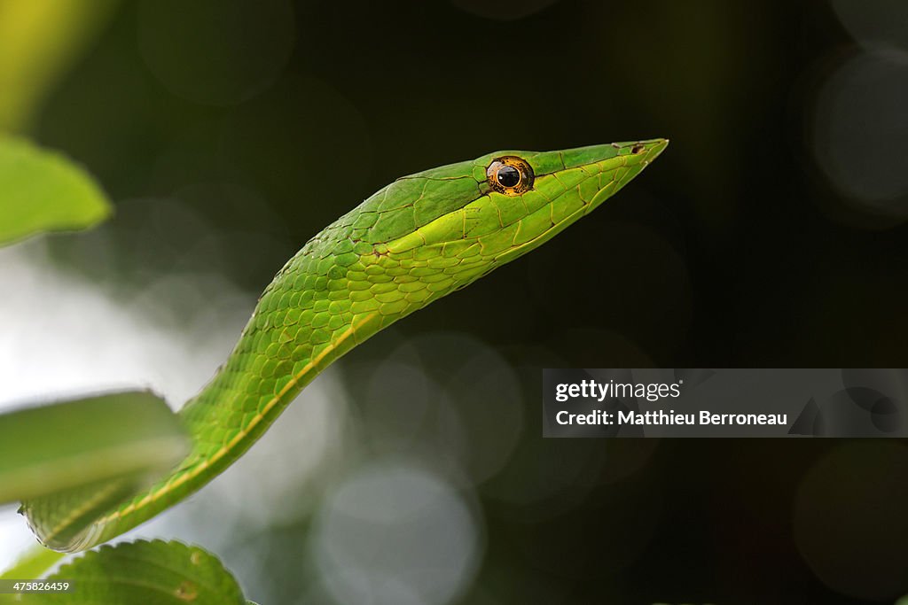 Oxybelis fulgidus
