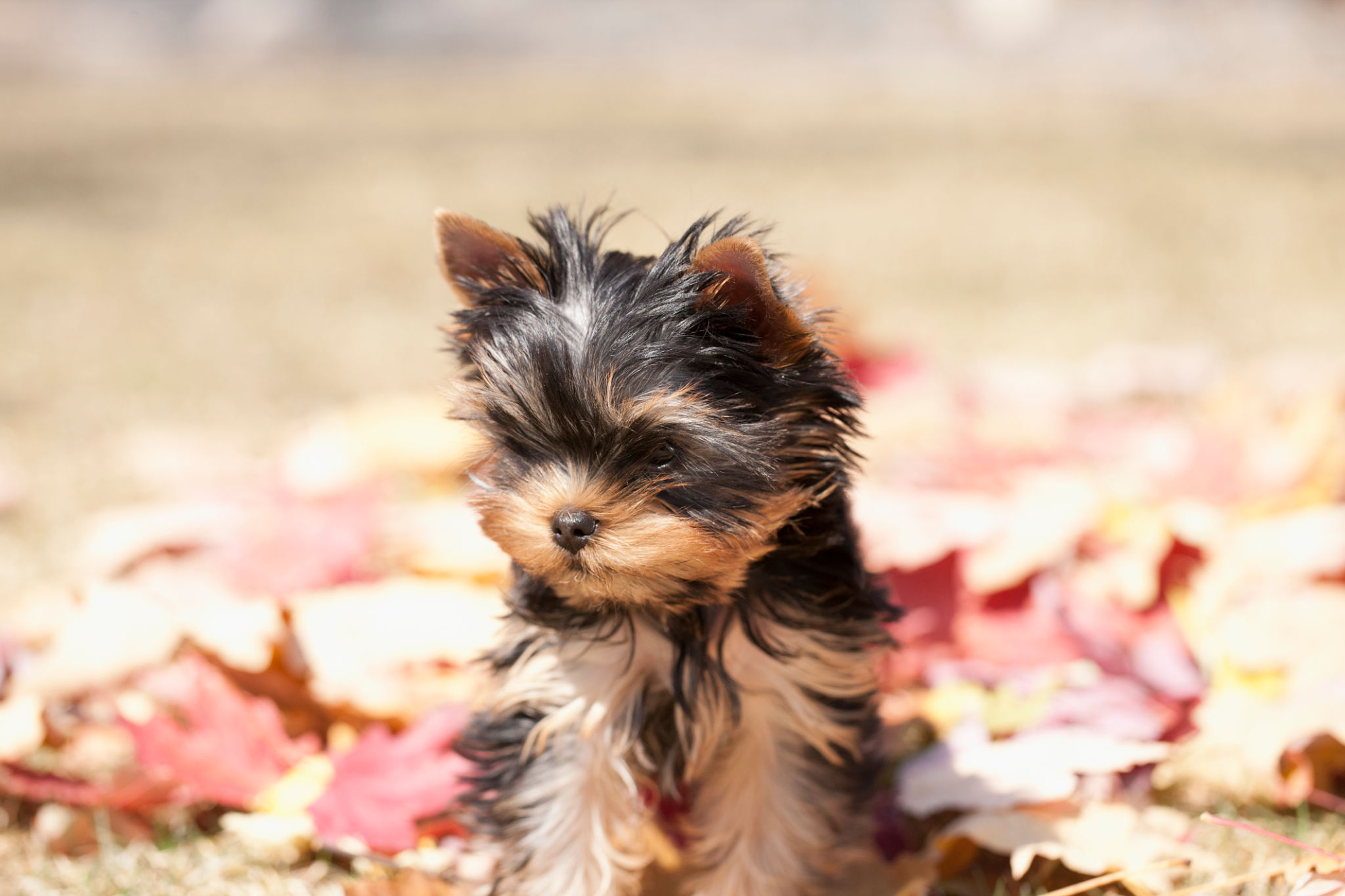 Yorkshire Terrier Puppy Dog Sitting in Autumn Leaves Yorkshire Terrier Puppy Dog Sitting in Autumn Leaves