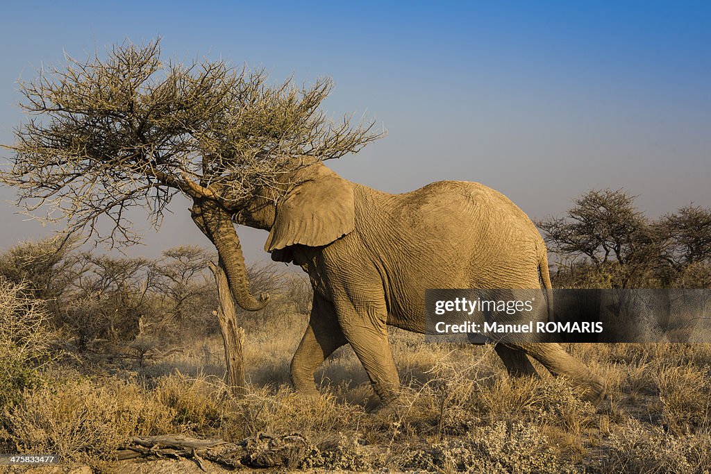 African elephant eating