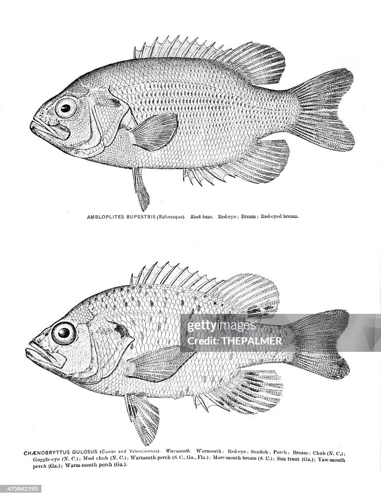 Rock bass and Warmouth engraving