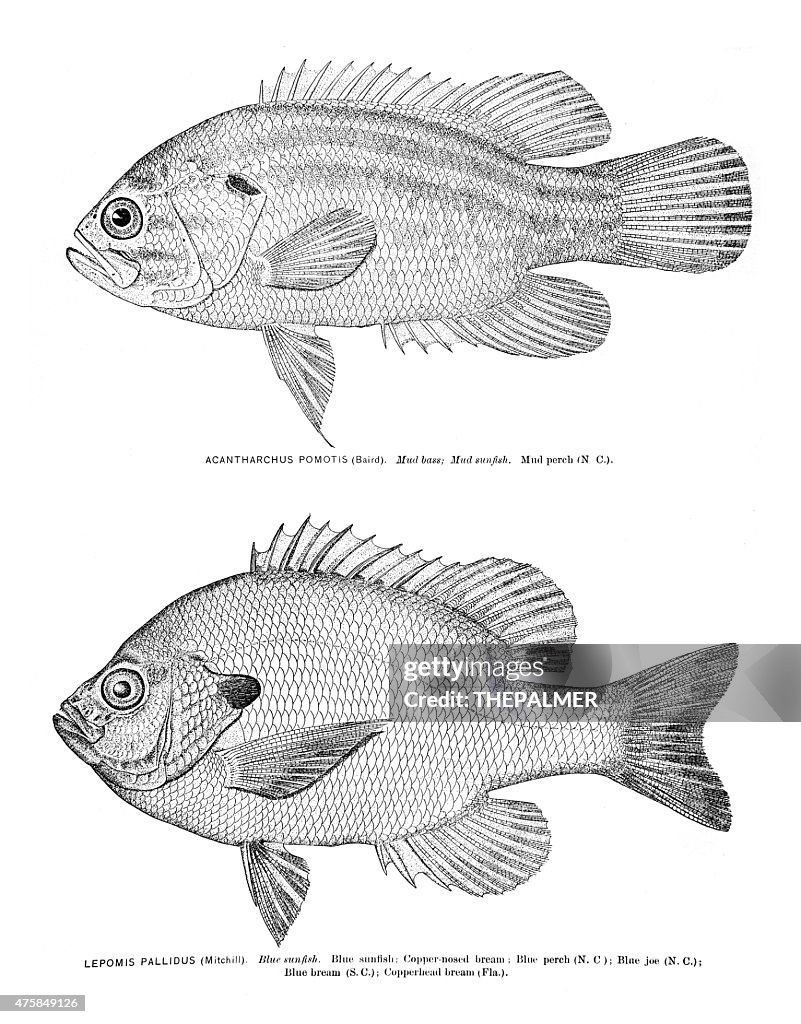 Lama bass e azul Peixe Sol gravação