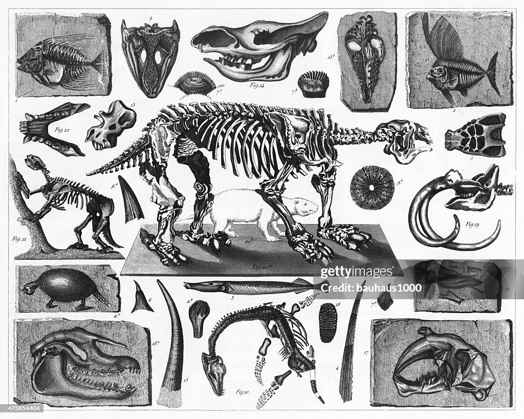 Fossils and Skeletons Engraving