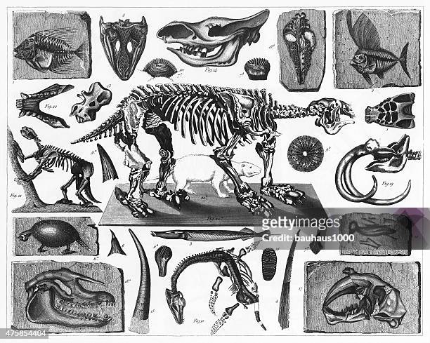 fossils and skeletons engraving - tertiary period stock illustrations
