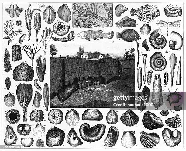 fossils and section of the wirksworth cave engraving - carboniferous stock illustrations