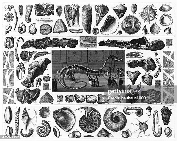 fossils, dinosaur skeleton and veins of ore engraving - cephalopod stock illustrations