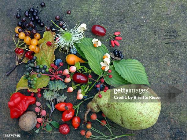 diversity of autumnal seeds and fruits - common dogwood stock pictures, royalty-free photos & images