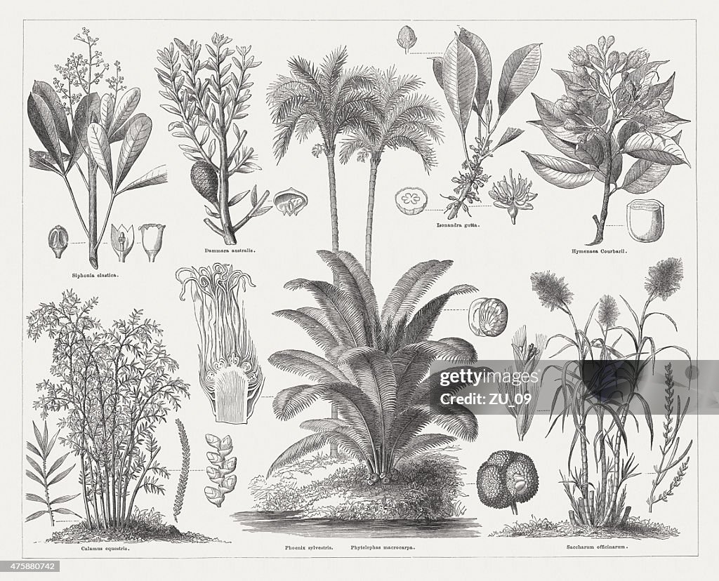 Economic plants, wood engravings, published in 1876