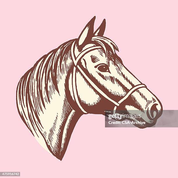 horse head - horse stock illustrations
