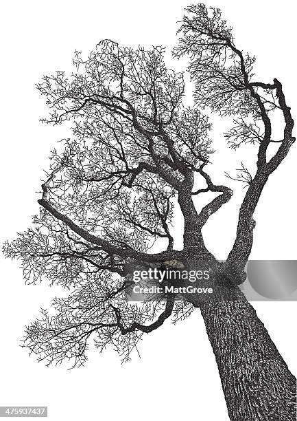 baum von unten - eiche stock-grafiken, -clipart, -cartoons und -symbole