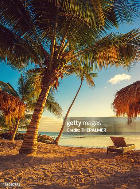 karibik-strand - beach and palm trees stock-fotos und bilder