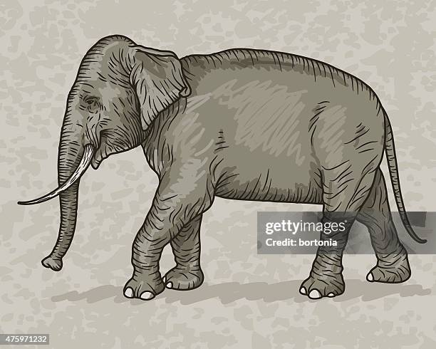 indischer elefant retro-skizze-stil - stoßzahn stock-grafiken, -clipart, -cartoons und -symbole
