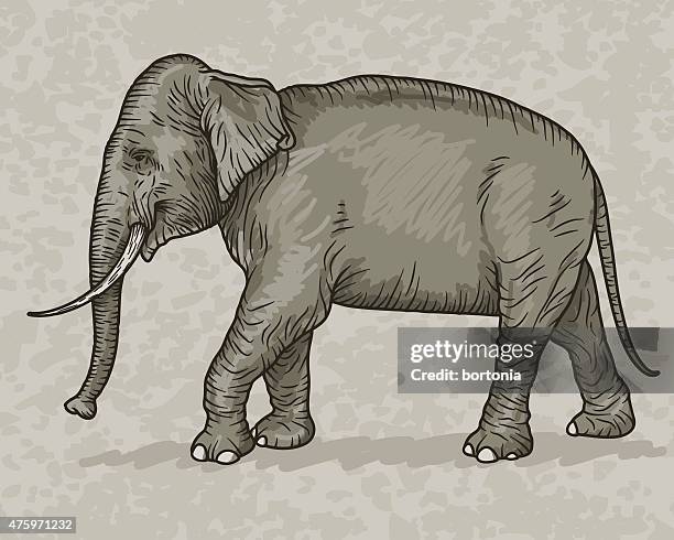 stockillustraties, clipart, cartoons en iconen met indian elephant vintage sketch style - animal trunk