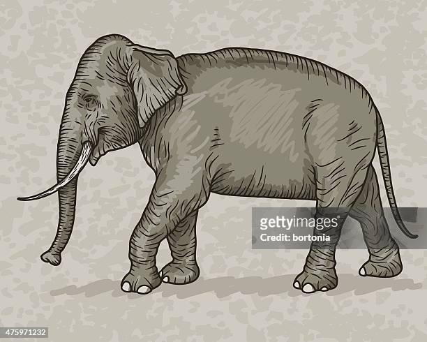indian elephant vintage sketch style - asian elephant stock illustrations