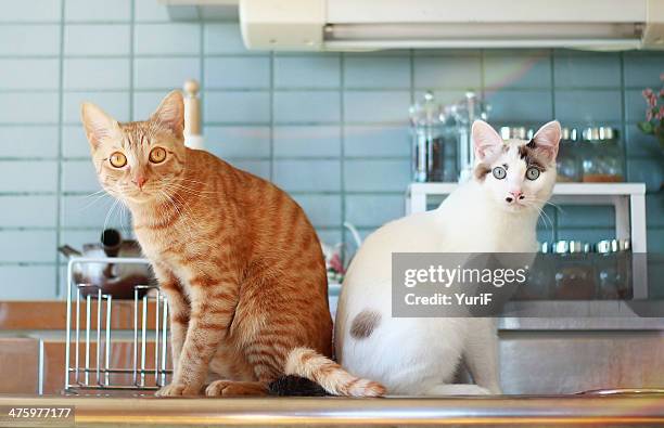 two cats in the kitchen - deux animaux photos et images de collection